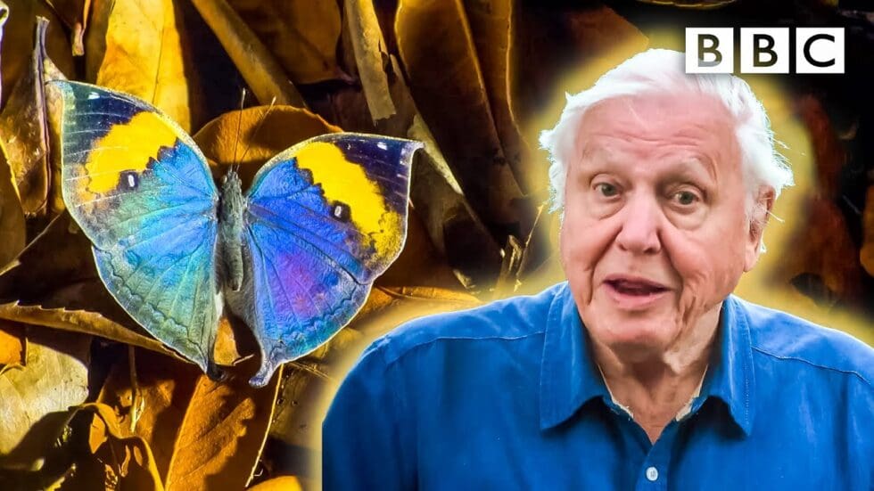 David Attenborough Meets Some Very Clever Insects