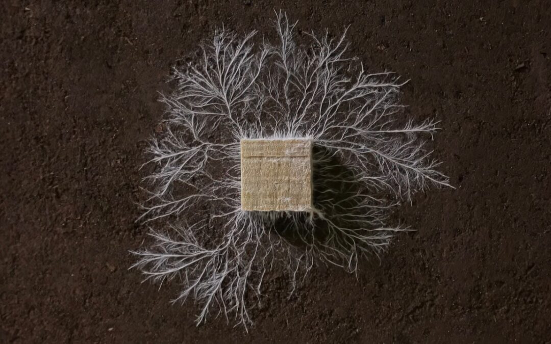 Fungi’s Resilience and Intelligence