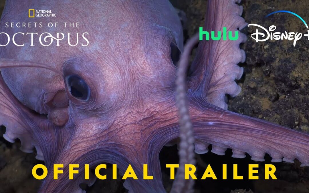 Secrets of the Octopus