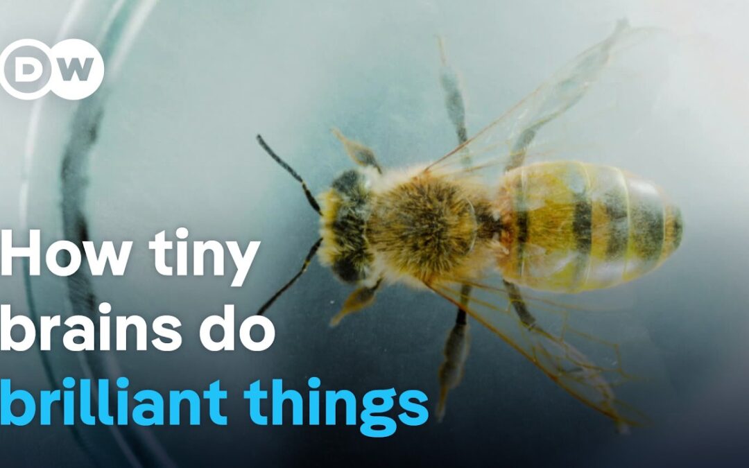 Smart Insects – The Astonishing Intelligence of Bumblebees, Wasps & Co.