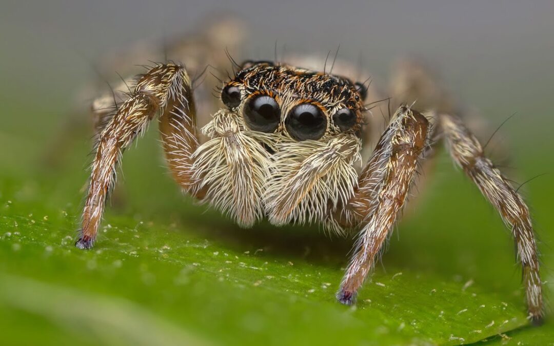 Science News – Jumping spiders may have cognitive ability only seen in vertebrates
