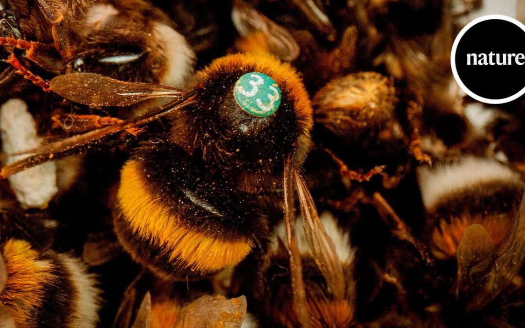 “The Bees that Can Learn Like Humans”
