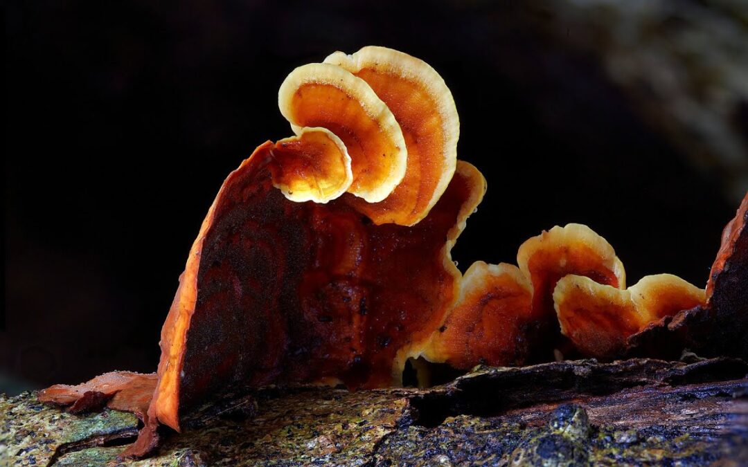 “The Kingdom: How Fungi Made Our World”