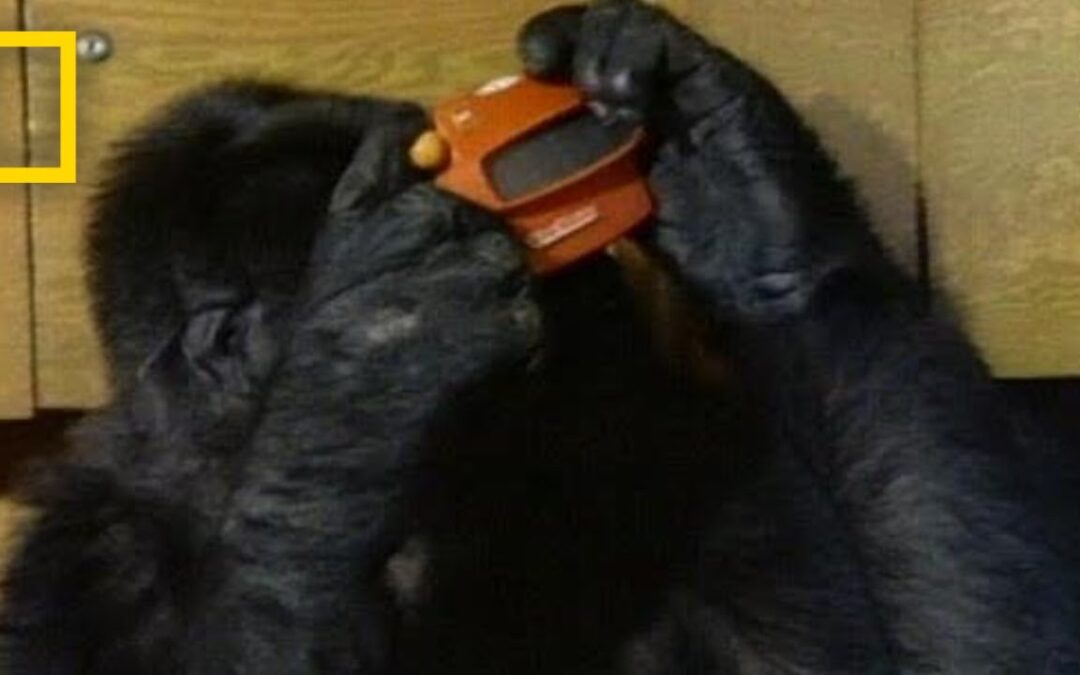 “Watch Koko the Gorilla Use Sign Language in This 1981 Film | National Geographic”