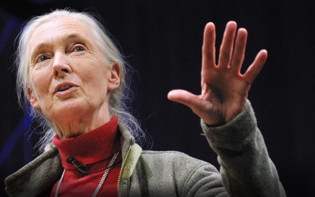 “What Separates us from Chimpanzees? | Jane Goodall”